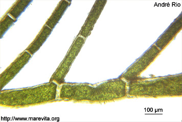Cladophora dalmatica 02_cla_dal_ar