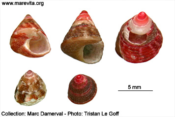 Faune Algue Gasteropodes Jujubinus Striatus Linne 1758 Trochus Atlantique Manche