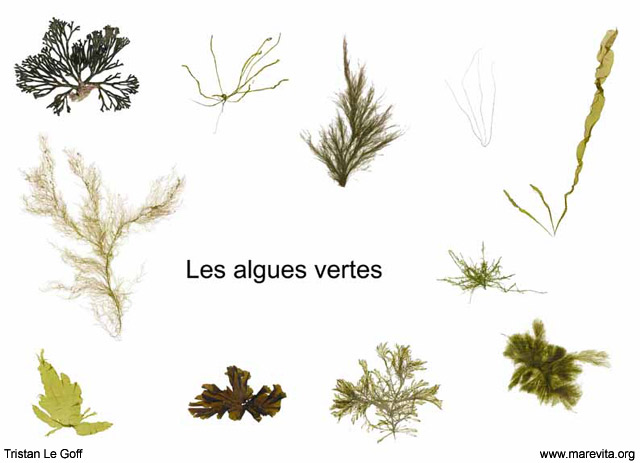 Clé d'identification des algues - Toile de mer